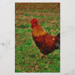 Rooster in de Yard Briefpapier