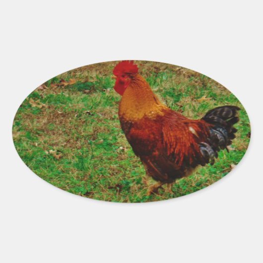 Rooster in de Yard Ovale Sticker (Voorkant)