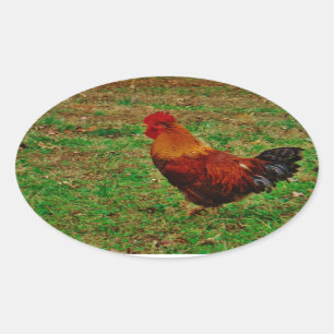 Rooster in de Yard Ovale Sticker