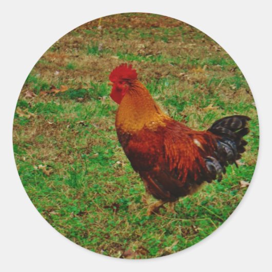 Rooster in de Yard Ronde Sticker (Voorkant)