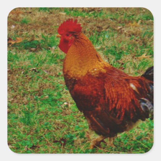 Rooster in de Yard Vierkante Sticker (Voorkant)