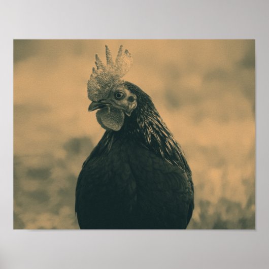 Rooster in Sepia Poster (Voorkant)