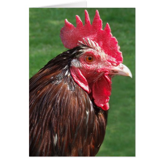Rooster-Kaart (Voorkant)