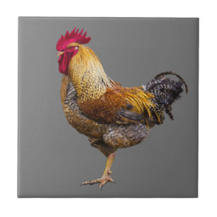 Rooster kiest Kleur keuken Tegeltje