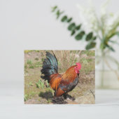 Rooster/kip op een Boerderij Briefkaart (Staand voorkant)