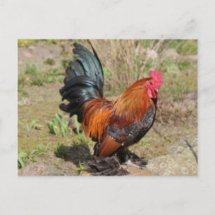 Rooster/kip op een Boerderij Briefkaart