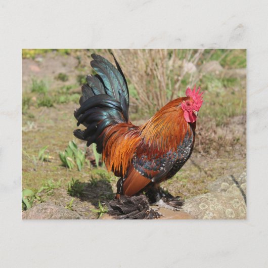 Rooster/kip op een Boerderij Briefkaart (Voorkant)