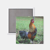 Rooster kraaien Natuur fotomagneet Magneet (Voorkant / Achterkant)