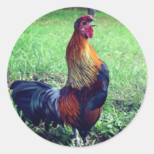 Rooster kweekdier ronde sticker (Voorkant)