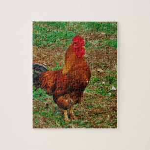 Rooster Legpuzzel