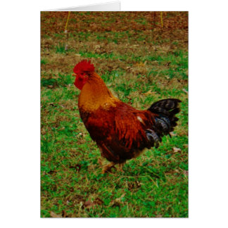 Rooster links