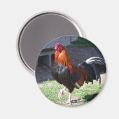 Rooster Magneet (Voorkant / Achterkant)
