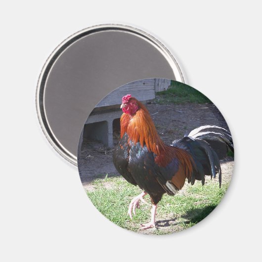 Rooster Magneet (Voorkant / Achterkant)
