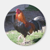 Rooster Magneet (Voorkant)