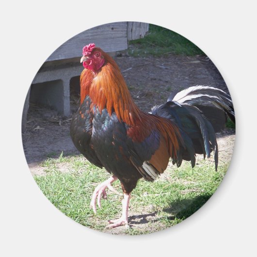 Rooster Magneet (Voorkant)