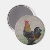 rooster magneet (Voorkant / Achterkant)