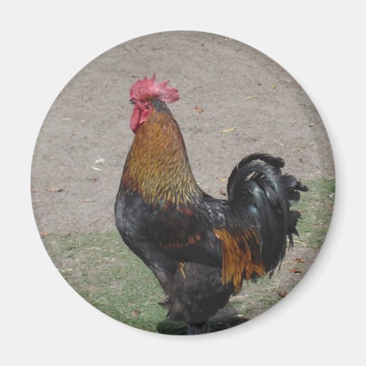 rooster magneet (Voorkant)