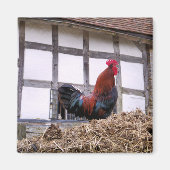 ROOSTER MAGNEET (Voorkant)