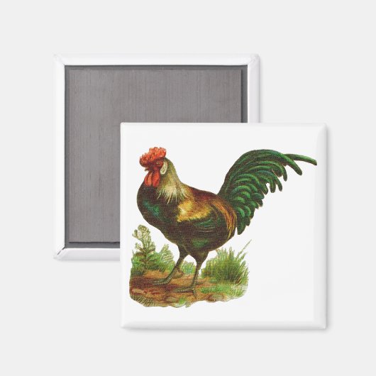 Rooster Magneet (Voorkant / Achterkant)