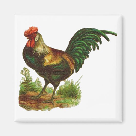 Rooster Magneet (Voorkant)