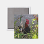 Rooster Magnet (Voorkant / Achterkant)