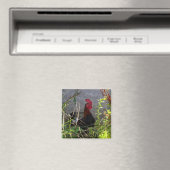 Rooster Magnet (Insitu (Vaatwasser))
