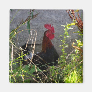 Rooster Magnet
