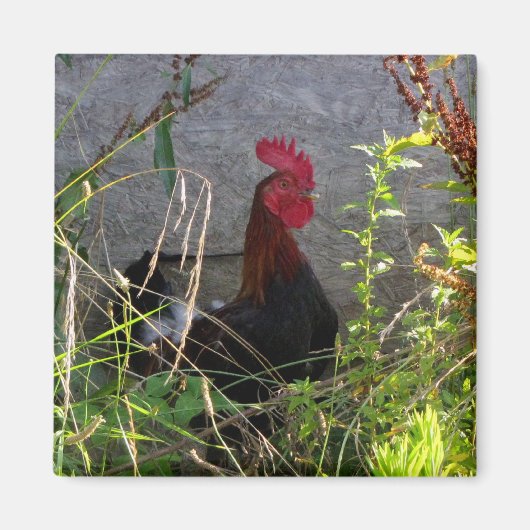 Rooster Magnet (Voorkant)