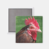 Rooster Magnet (Voorkant / Achterkant)