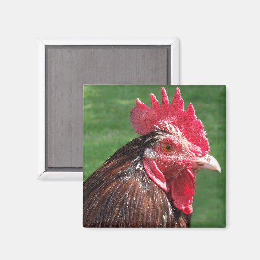 Rooster Magnet (Voorkant / Achterkant)