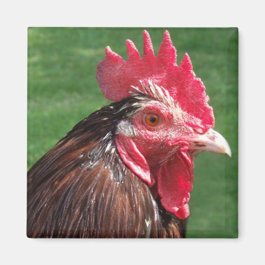 Rooster Magnet (Voorkant)