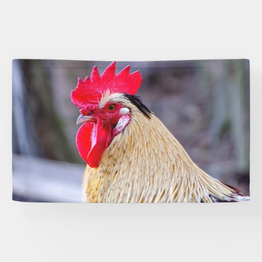 Rooster met Cockscomb Spandoek (Horizontaal)