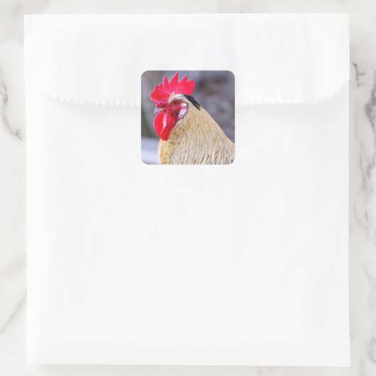 Rooster met Cockscomb Vierkante Sticker (Tas)