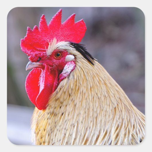 Rooster met Cockscomb Vierkante Sticker (Voorkant)