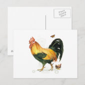 Rooster met kippen en kippen. briefkaart (Voorkant / Achterkant)