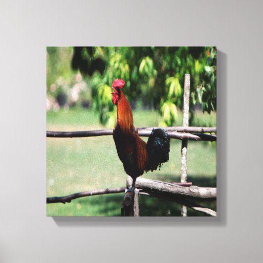 Rooster Morning Canvas Afdruk (Voorkant)