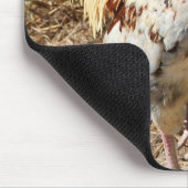 Rooster. Muismat (Hoek)