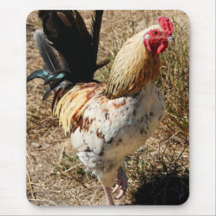 Rooster. Muismat