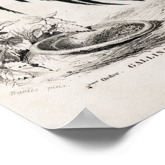 Rooster op boerderij poster (Hoek)