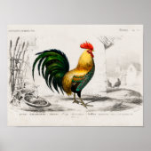 Rooster op boerderij poster (Voorkant)