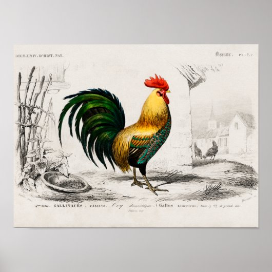 Rooster op boerderij poster (Voorkant)