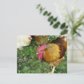 Rooster op de Prowl Briefkaart (Staand voorkant)