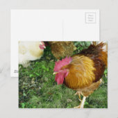 Rooster op de Prowl Briefkaart (Voorkant / Achterkant)
