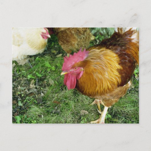 Rooster op de Prowl Briefkaart (Voorkant)