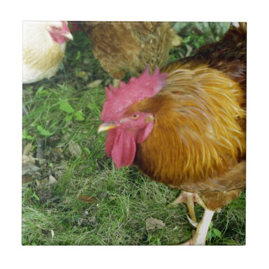 Rooster op de Prowl Tegeltje (Voorkant)