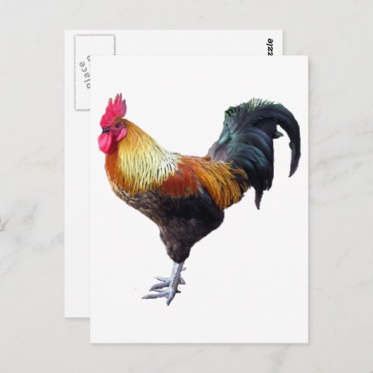 Rooster Plain Briefkaart (Voorkant / Achterkant)