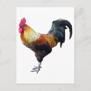 Rooster Plain Briefkaart