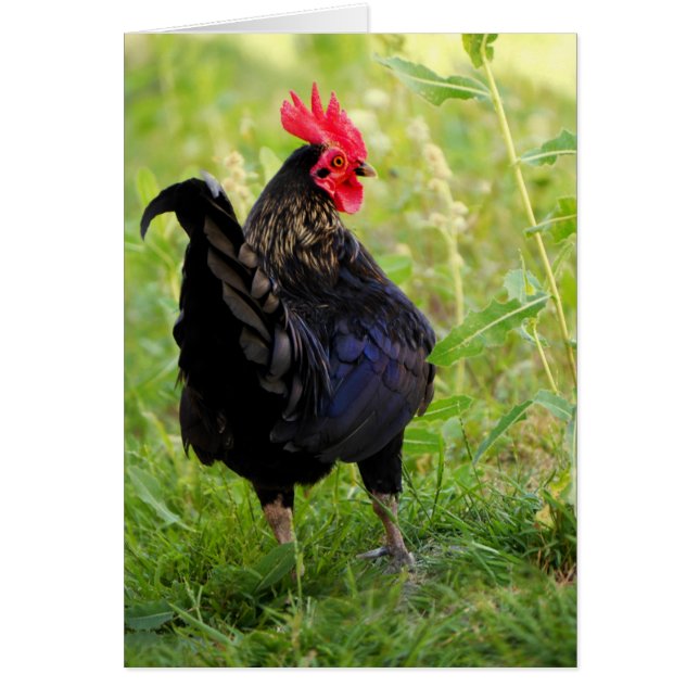 Rooster Portrait (Voorkant)