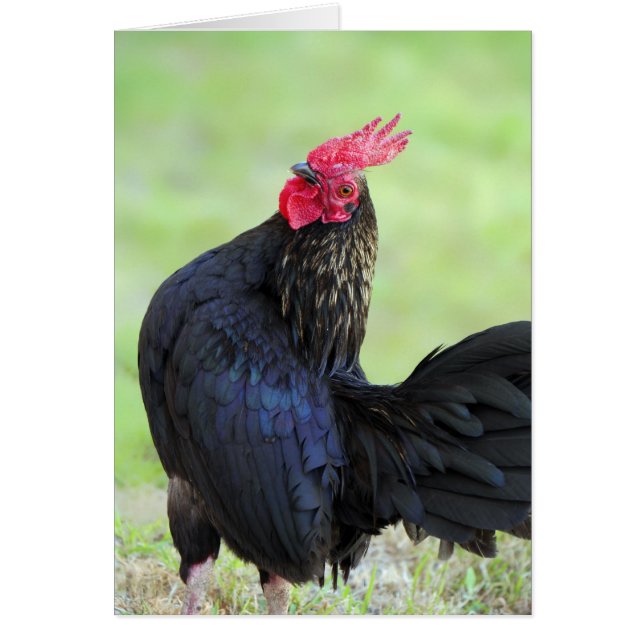 Rooster Portrait (Voorkant)