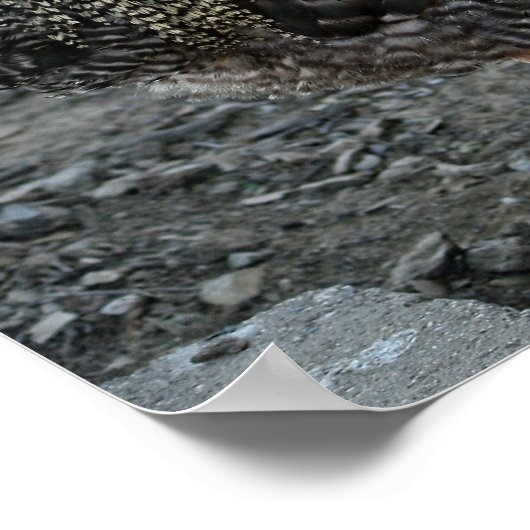 Rooster Portrait Poster (Hoek)